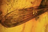 Several Detailed Fossil Flies (Diptera) In Baltic Amber #102763-2